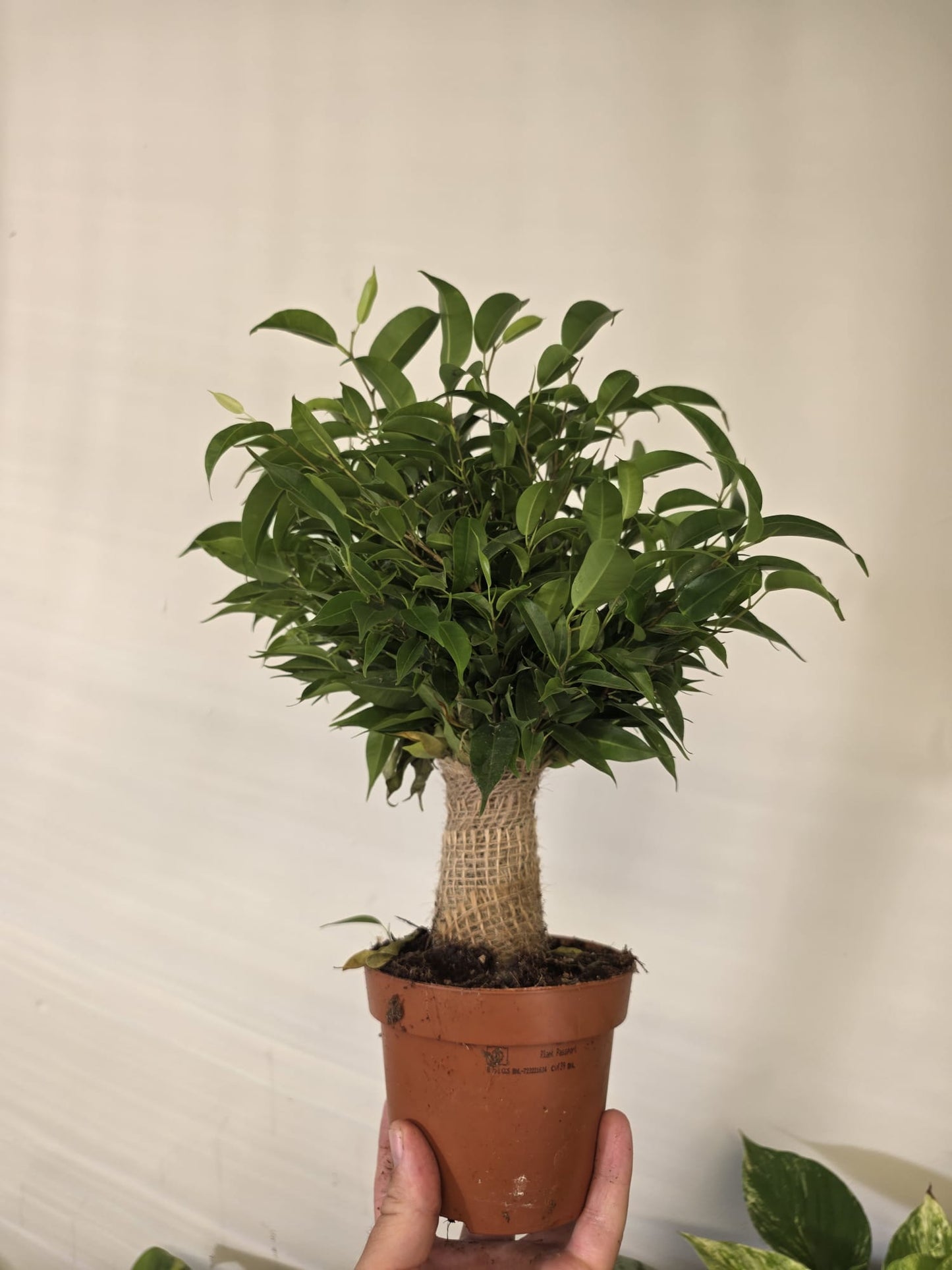 Ficus Natasja