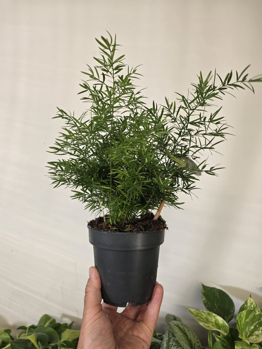 Asparagus Fern