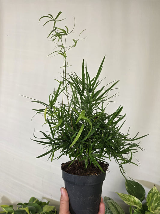 Asparagus Ming Fern
