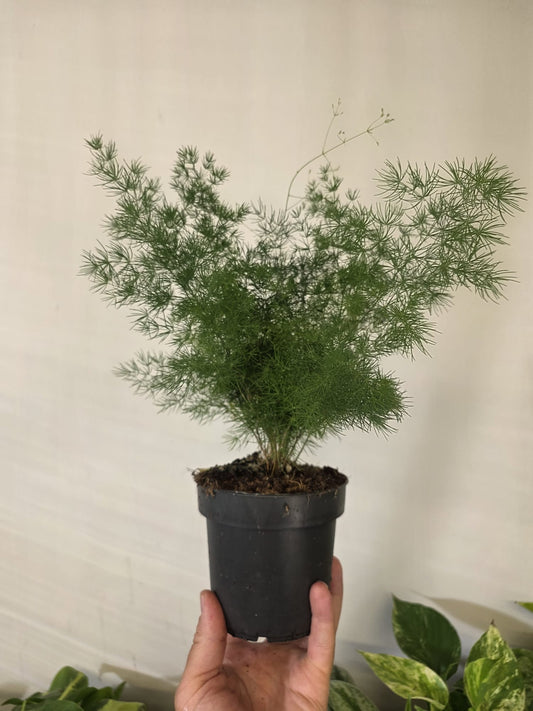 Asparagus Fern (Asparagus setaceus)