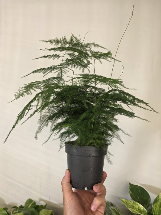 Asparagus Fern (Lace Fern)
