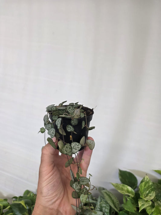 String of Hearts