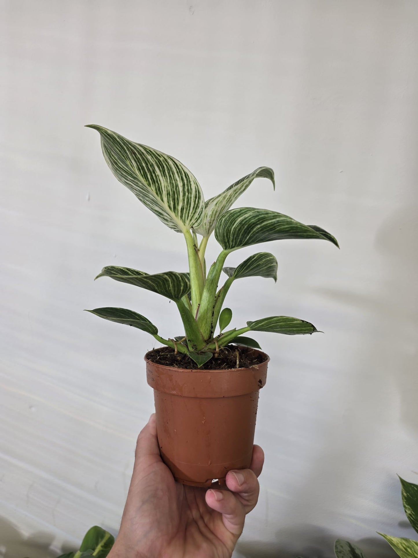 Philodendron 'White Wave'