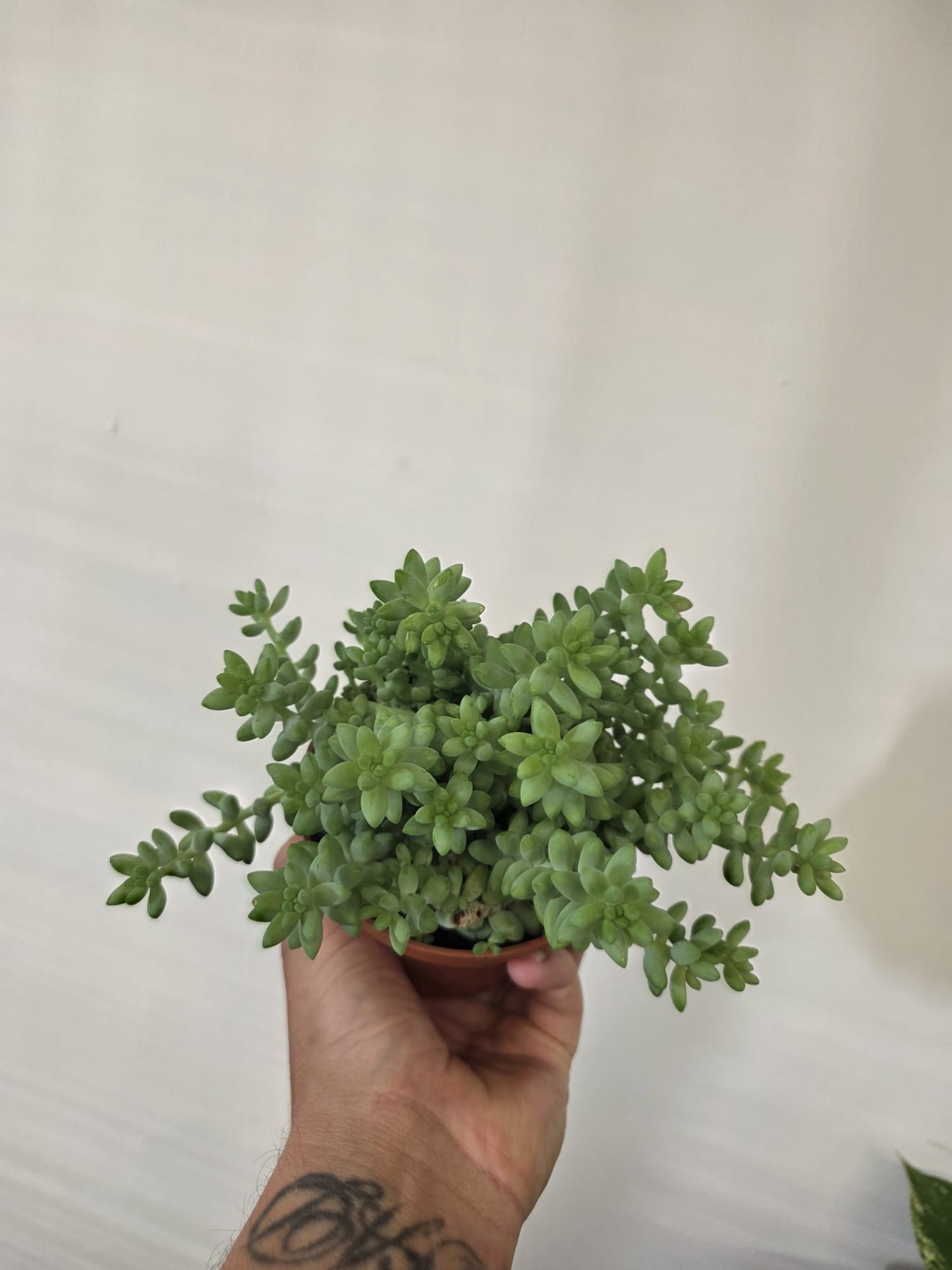 Donkey Tail