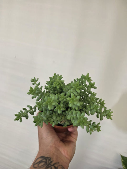 Donkey Tail