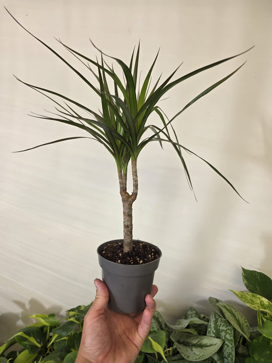 Dracaena 'Dragon Tree'