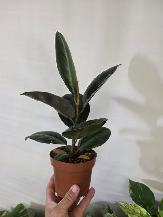 Rubber Plant