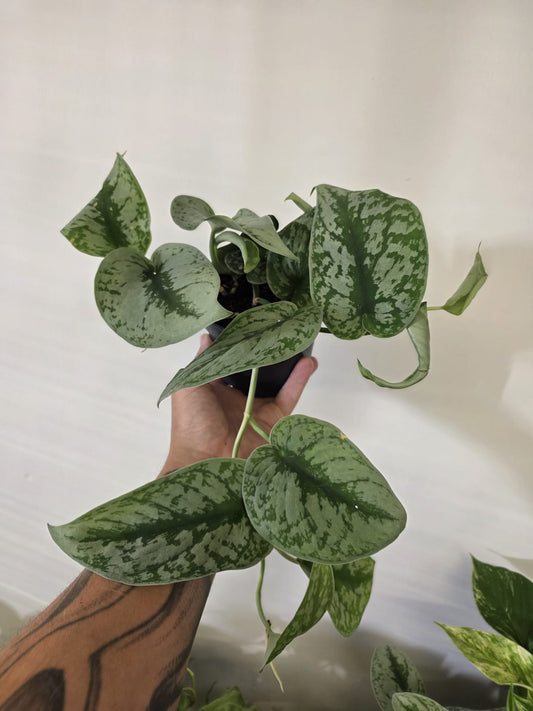 Scindapsus Pictus 'Exotica'