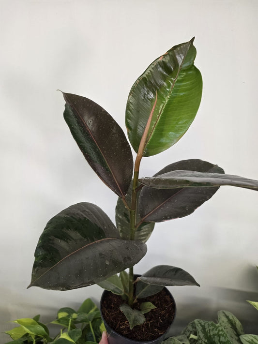 Rubber Plant 'Pink Camouflage'
