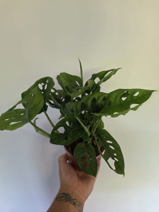 Monstera Obliqua
