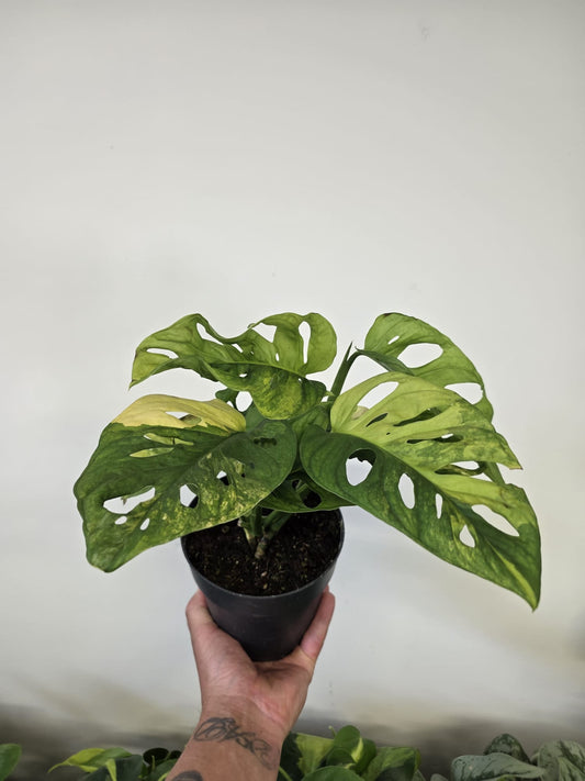 Monstera Adansonii 'Aurea'