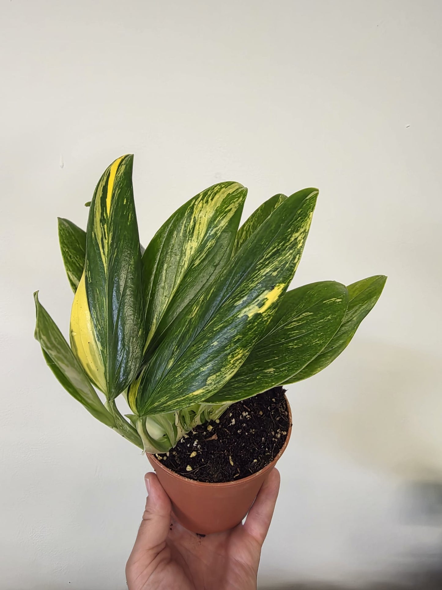 Monstera standleyana 'Variegata'