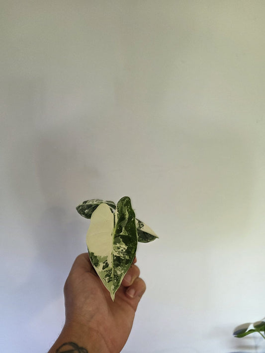Alocasia 'Frydeck Variegated'