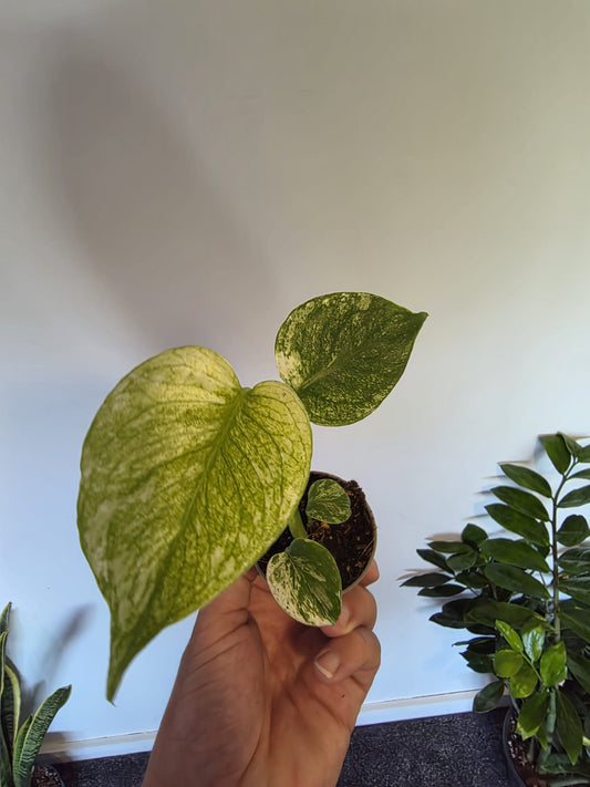 Monstera Deliciosa 'White Monster'