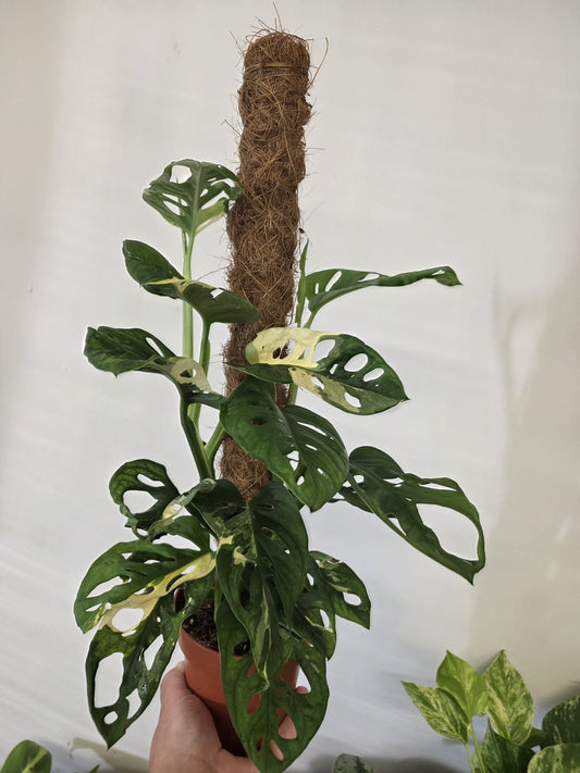 Monstera adansonii 'Variegata' on Coir Pole