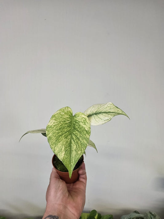 Monstera Deliciosa 'Mint'