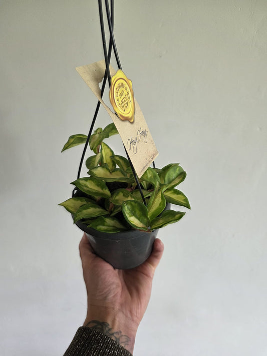 Hoya australis 'Lisa'