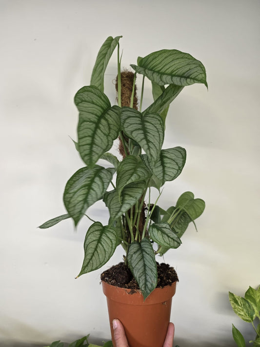 Monstera siltepecana 'El Salvador'