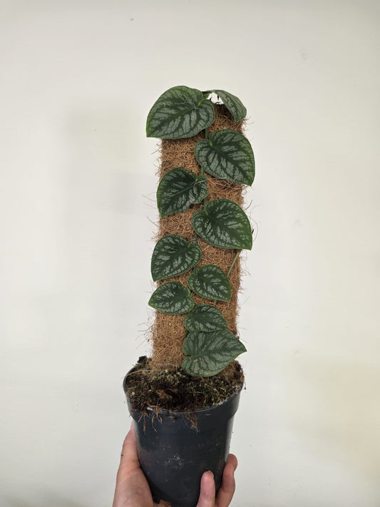 Monstera Dubia on Coir plank