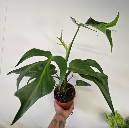 Monstera 'Burle Marx Flame'