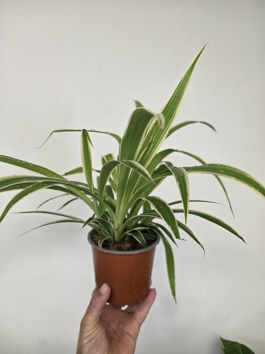 Spider Plant