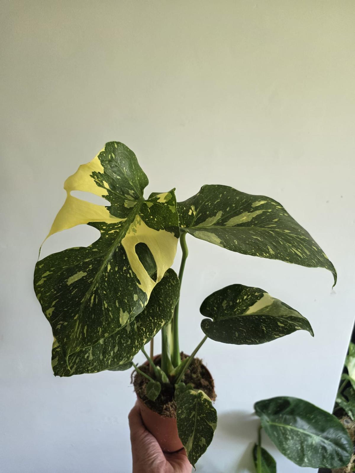 Monstera Thai Constellation