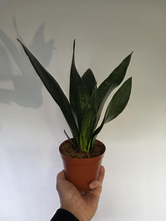 Snake Plant 'Dark Diamond'