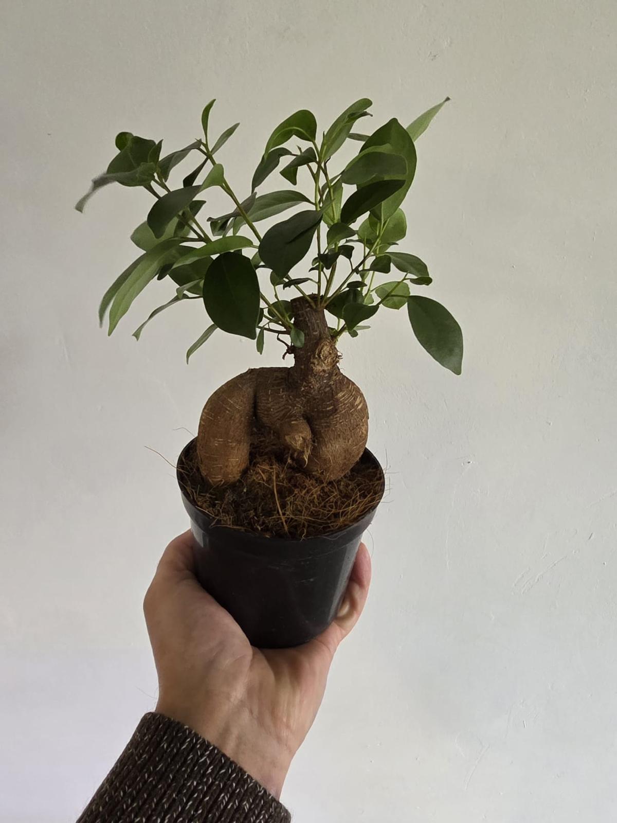 Ficus microcarpa 'Ginseng'