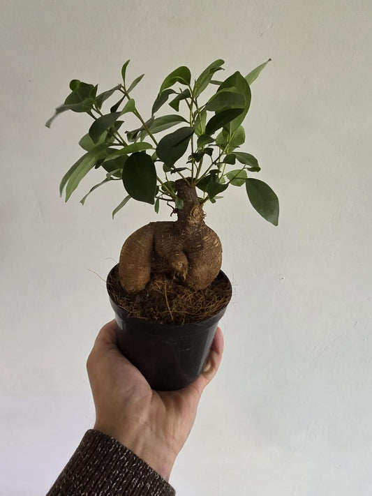 Ficus microcarpa 'Ginseng'