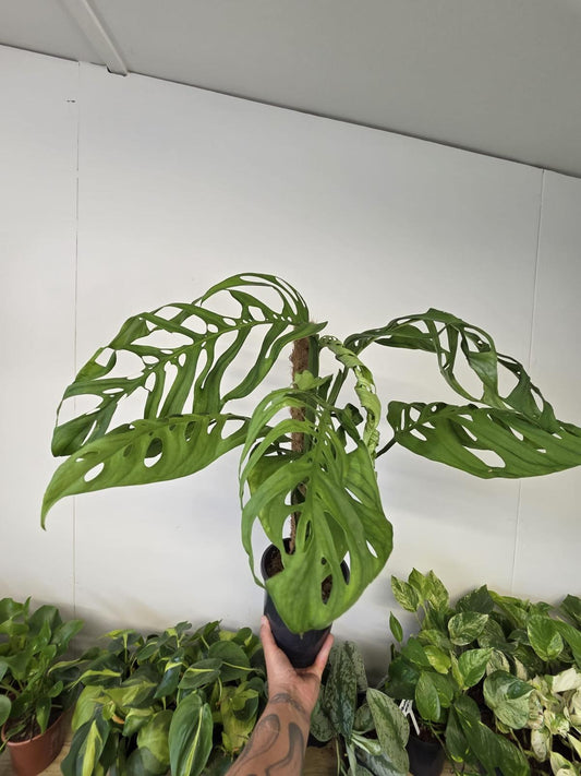 Monstera Esqueletto on Coir pole