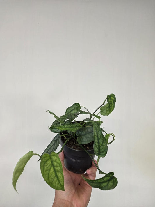 Monstera siltepecana