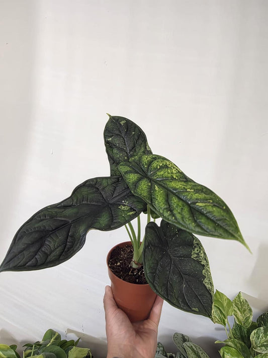 Alocasia 'Dragon Scale Mint'