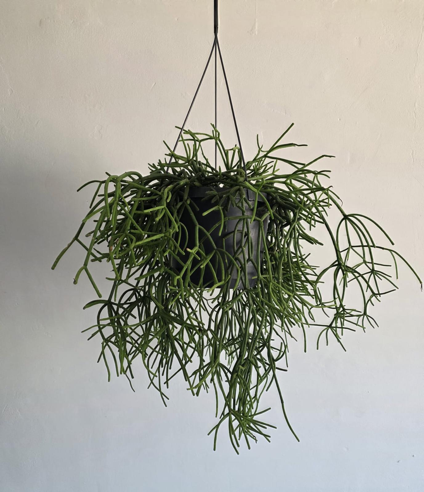 Rhipsalis Mistletoe Cactus