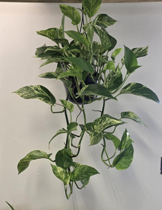 Marble Queen Pothos (hanging)