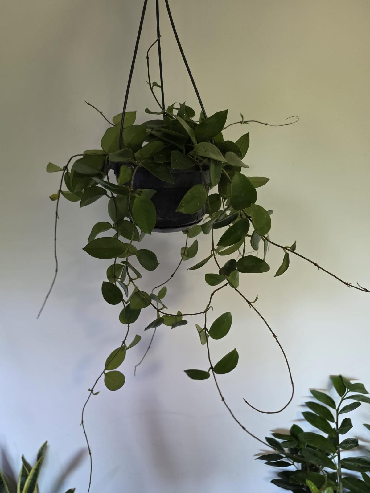Hoya australis