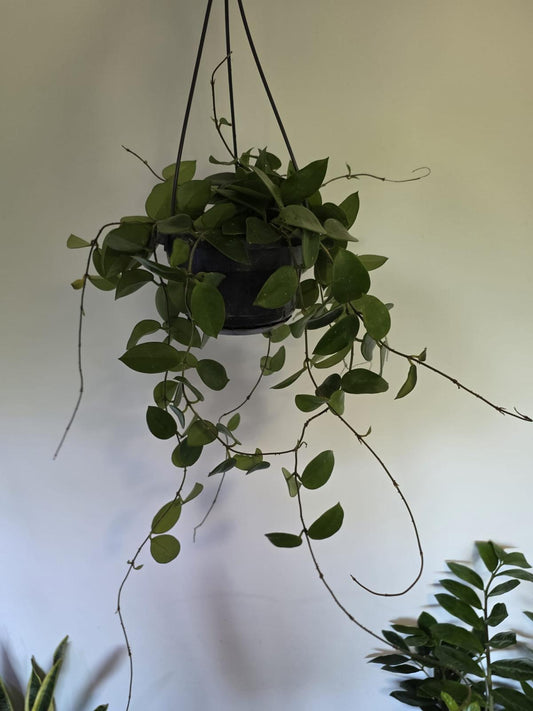 Hoya australis