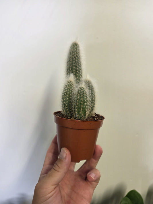 Silver Torch Cactus