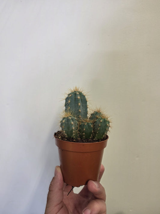Blue Torch Cactus