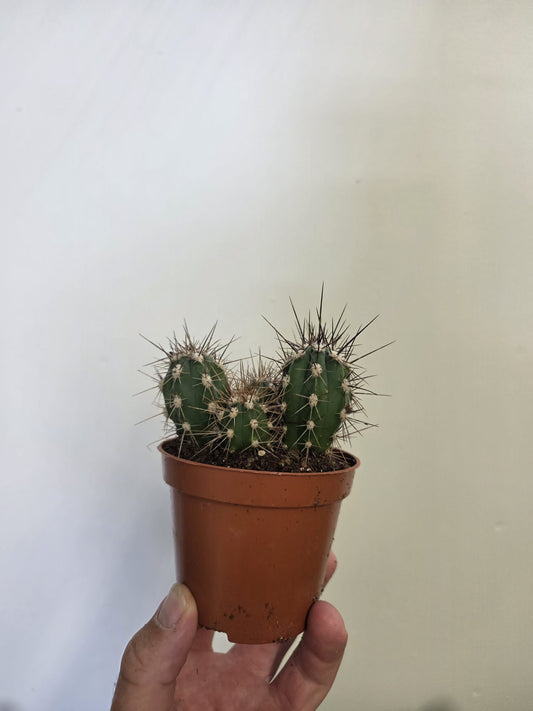 Peruvian Apple Cactus
