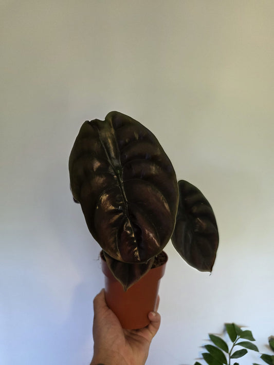 Alocasia 'Red Secret'