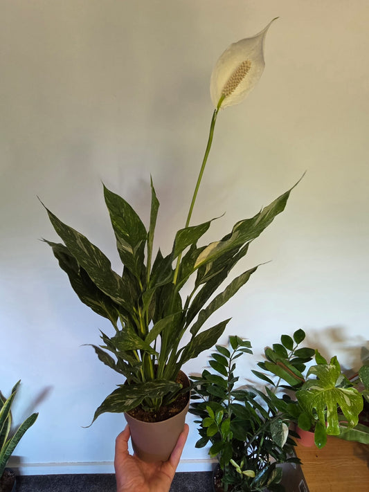Variegated Peace Lily