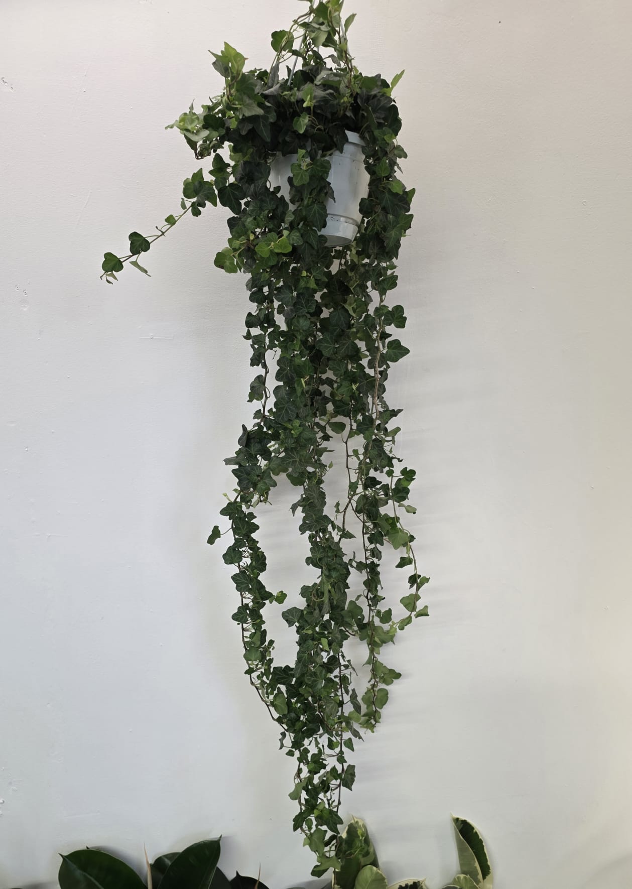 Hedera helix ‘Wonder’