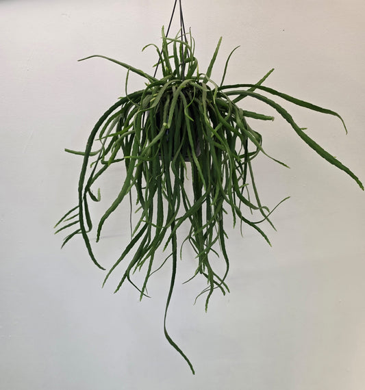 Lepismium bolivianum - Bolivian Forest Cactus