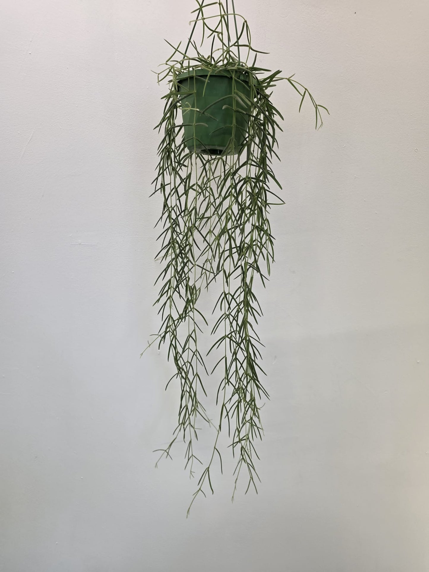 Hoya linearis
