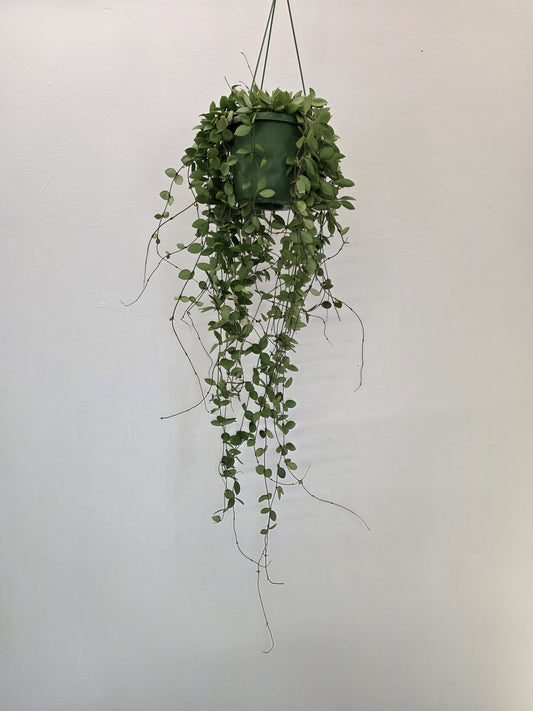 Hoya bella