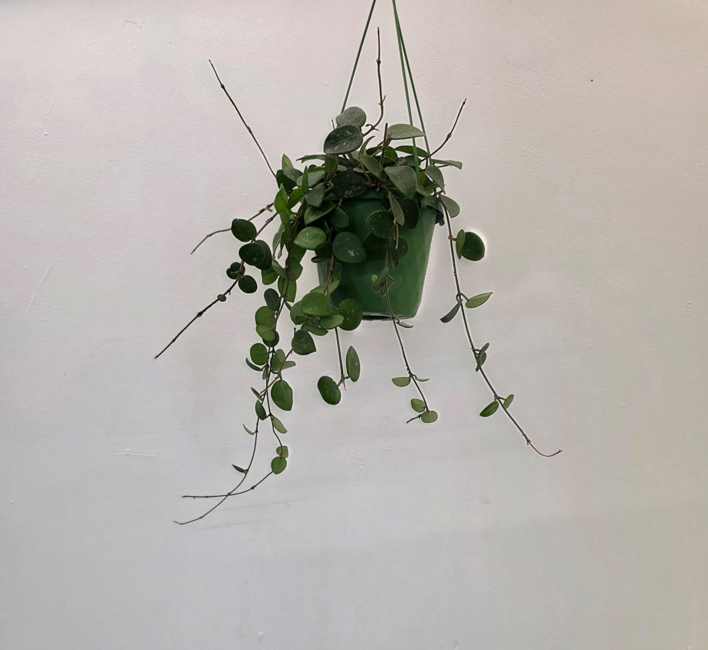 Hoya obovata