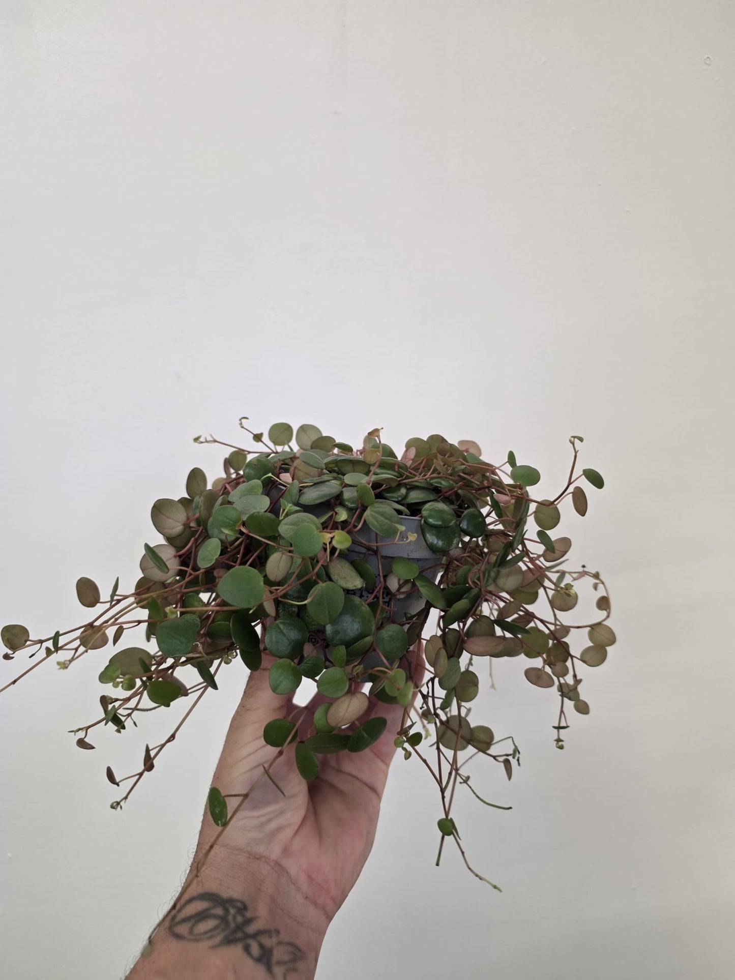 Peperomia ‘Pepperspot’