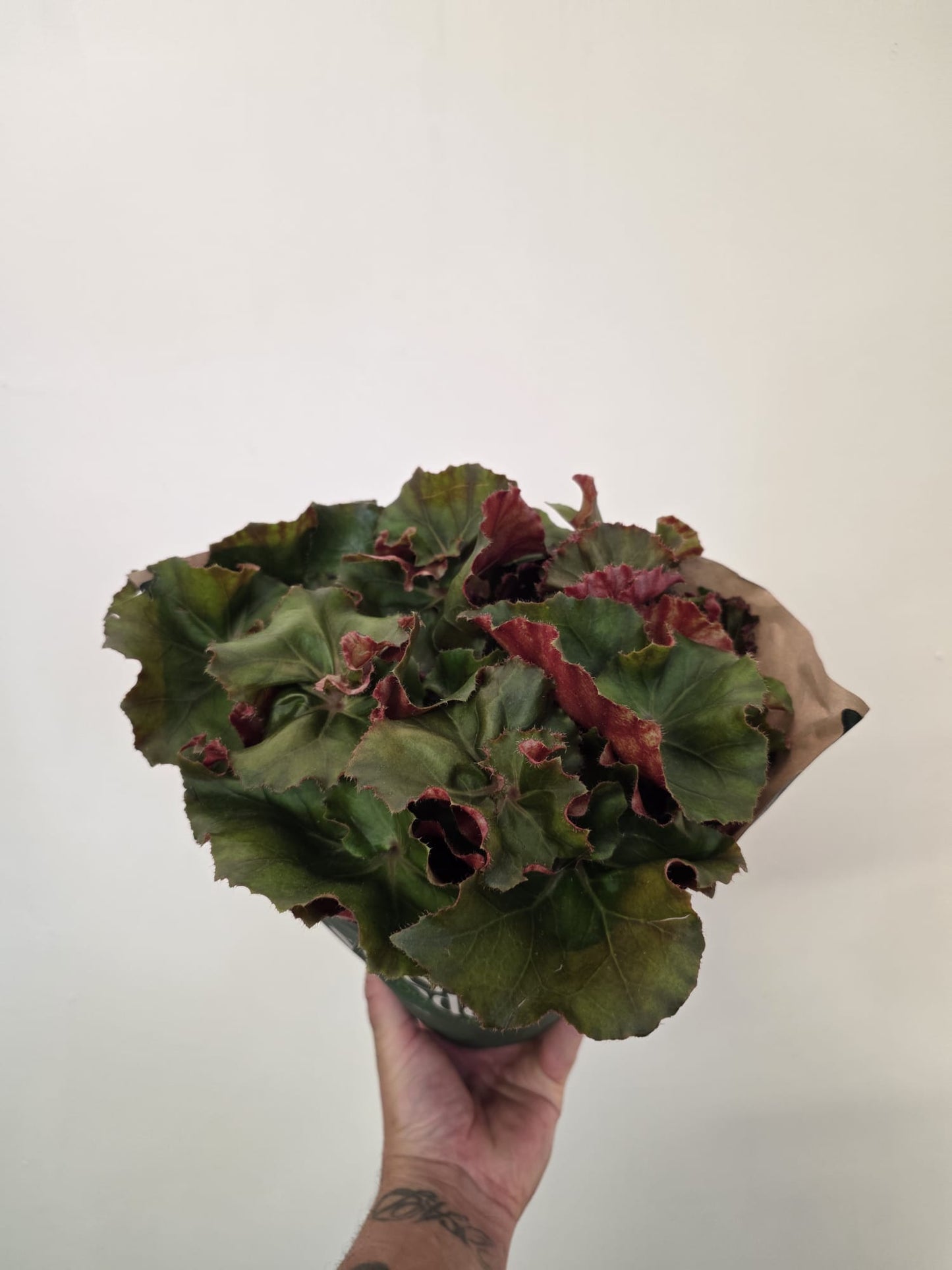 Begonia 'Jungle Wonder'- Green & Red (Rex)