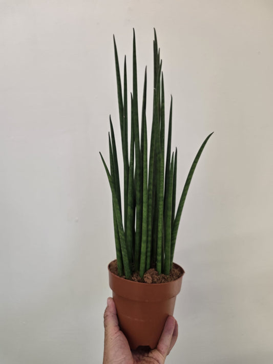 Sansevieria bacularis ‘Mikado’ - Mikado Snake Plant