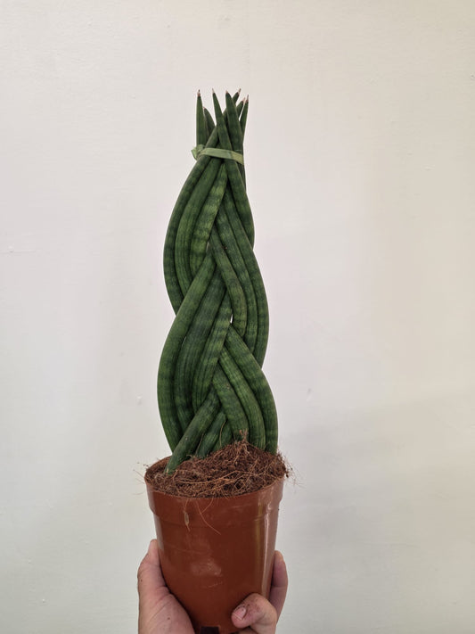 Braided Cylindrical Snake Plant - Sansevieria cylindrica